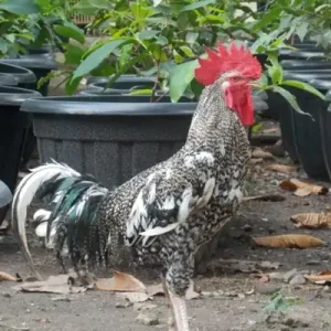 Ayam Kampung