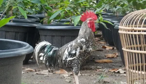 Ayam Kampung