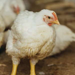 Ayam Broiler