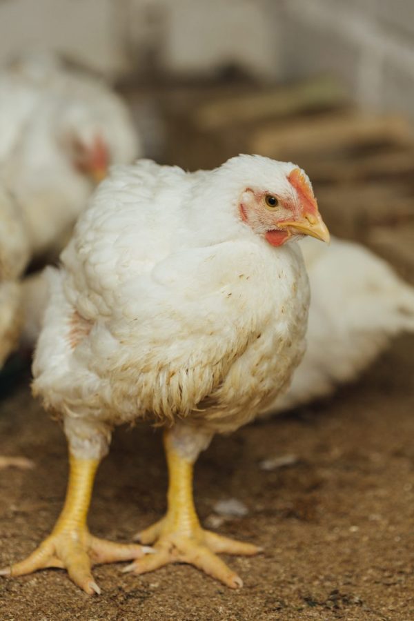 Ayam Broiler