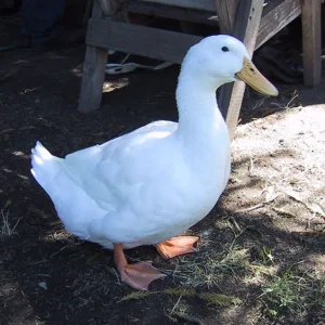 Bebek Peking